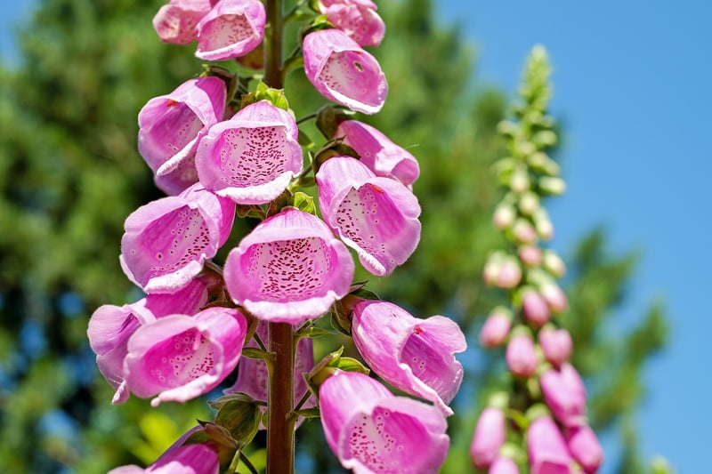 Vertical Gardening Ideas