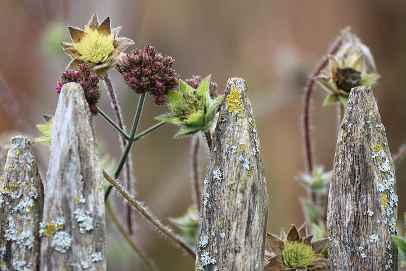 Water Conservation in Gardening